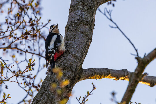 Great spotted woodpecker on the branch