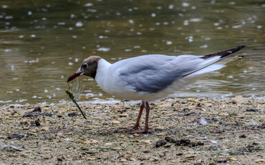 Black headed gull with the dragonfly that it has just caught.