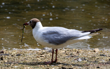 Black headed gull with the dragonfly that it has just caught.