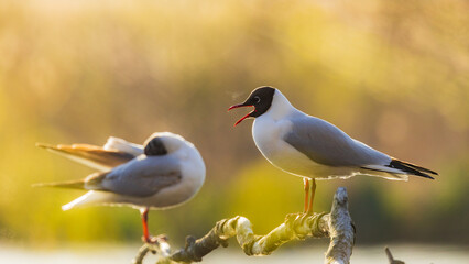 seagull on the branch