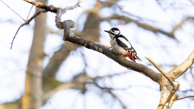 Great spotted woodpecker on the branch