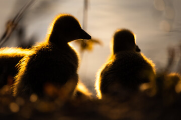 group of ducks in the sun