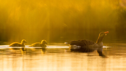 baby canada goose