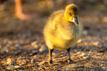 baby duck 