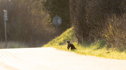 Pine marten (tumak) Mustelidae