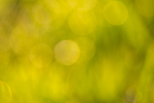 green bokeh background