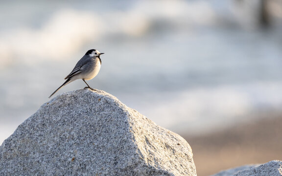 Grey Wagtail