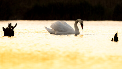 swan on the lake