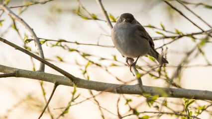 Brown Warbler