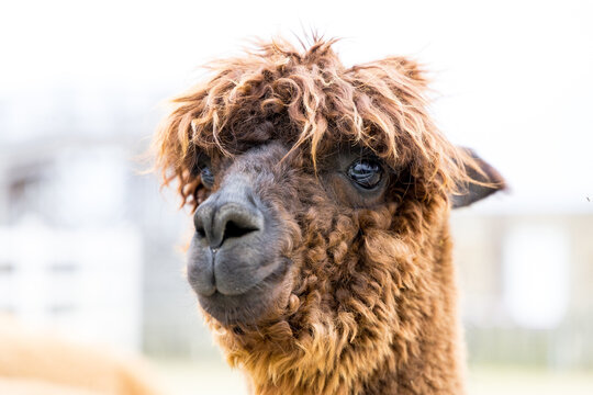 close up of a llama