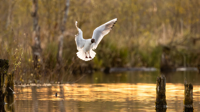 seagull in flight