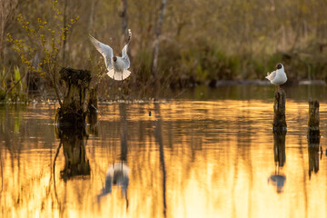 seagulls on the lake