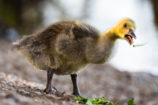 baby birds in the grass