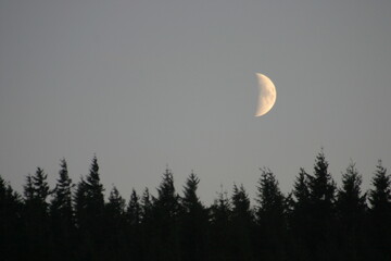 A serene twilight sky embraces a half moon glowing softly above a dark line of pine trees. The calm...