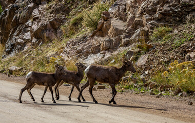 Wild Bighorn Sheep in the Waterton Canyon, Rocky Mountains, in Littleton, Colorado