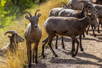 Wild Bighorn Sheep in the Waterton Canyon, Rocky Mountains, in Littleton, Colorado