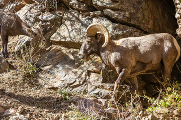 Wild Bighorn Sheep in the Waterton Canyon, Rocky Mountains, in Littleton, Colorado