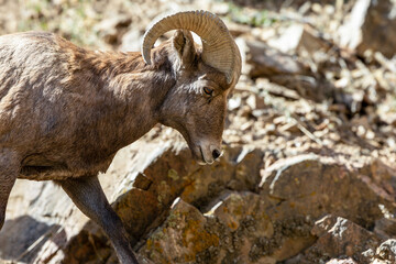 Wild Bighorn Sheep in the Waterton Canyon, Rocky Mountains, in Littleton, Colorado