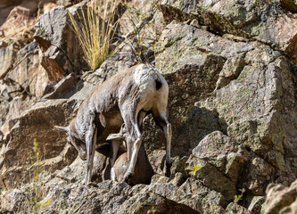 Wild Bighorn Sheep in the Waterton Canyon, Rocky Mountains, in Littleton, Colorado