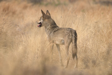 Obraz premium Indian grey wolf standing in tall dry grass at Bhigwan in Maharashtra, India