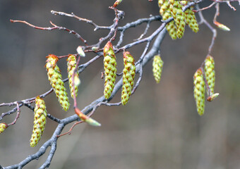 Flowers on a hornbeam branch