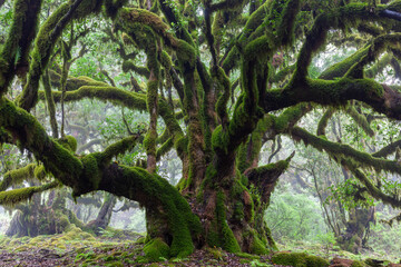 Mystical ancient tree covered in moss in the foggy Fanal Forest, Madeira Island, Portugal.