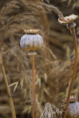 Dried poppy seed pods standing among golden grasses in a soft autumn field with warm natural tones