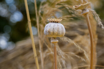 Single dried poppy seed pod in a sunlit field surrounded by tall golden grasses and soft natural background
