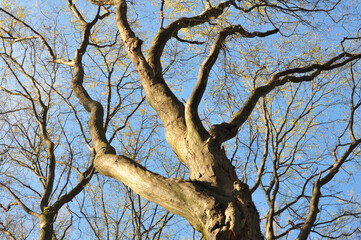 Hornbeam trees growing in the forest