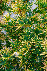 Green and yellow ornamental shrub with dense needle-like leaves growing in a sunny decorative garden setting