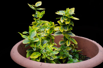 plant in pot,Potted Variegated Plant (Black Background)