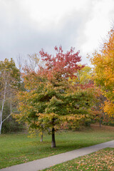 Fototapeta premium The colors of fall in Downtown, Toronto