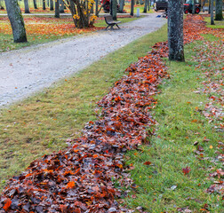 Late autumn. Mechanical leaf removal in old city park. Fallen leaves create mulch, preventing soil erosion and protecting plant roots