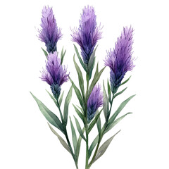 Fototapeta premium Liatris Flower, watercolor illustration vector, isolated on a white background.