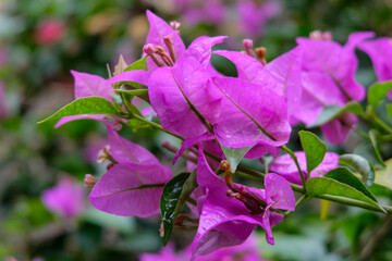Close-up of vibrant pink bougainvillea flowers blooming among green leaves