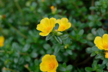 Close-up of bright yellow purslane flowers Portulaca oleracea blooming among green leaves.