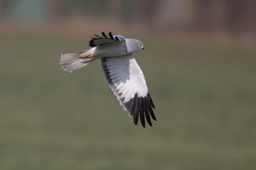 Hen harrier (Circus cyaneus), male