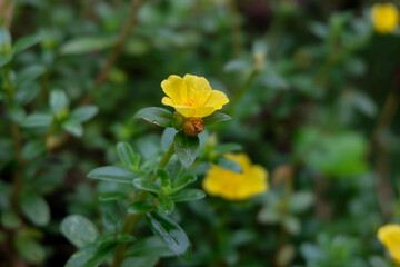 Close-up of bright yellow purslane flowers Portulaca oleracea blooming among green leaves.