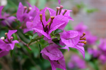 Close-up of vibrant pink bougainvillea flowers blooming among green leaves