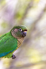 The enchanting beauty of the Maroon-bellied Parakeet in the wild.
