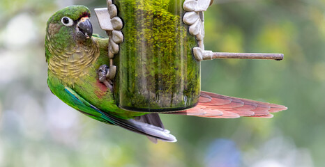 The enchanting beauty of the Maroon-bellied Parakeet in the wild.