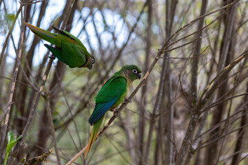 The enchanting beauty of the Maroon-bellied Parakeet in the wild.