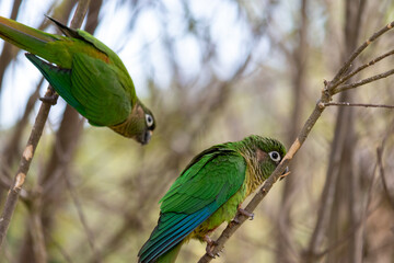 The enchanting beauty of the Maroon-bellied Parakeet in the wild.	