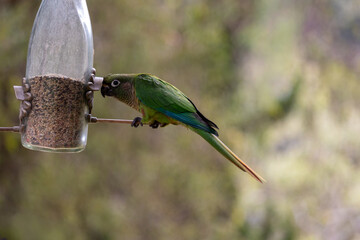 The enchanting beauty of the Maroon-bellied Parakeet in the wild.	