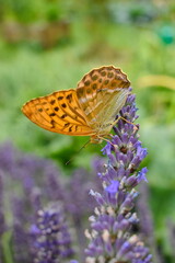 Perleťovec Velký Argynnis aglaja orange  butterfly with black patterns upside down on a lavender plant in nature, sunny day, green background