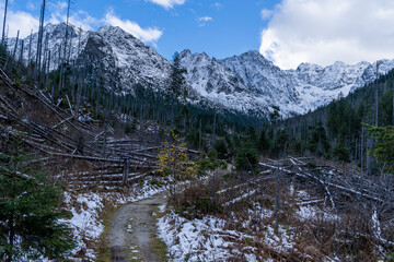 A trail through a destroyed forest in a valley with mountains in the background.