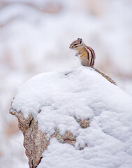 Chipmonk in Snow