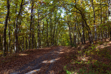 Forest autumn colorful landscape. Trees and paths with colorful leaves