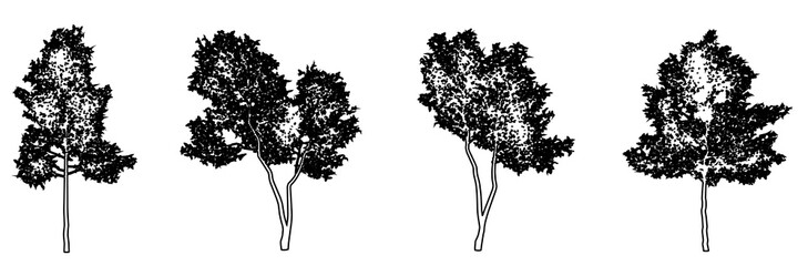 Set or collection of Green Ash trees as black line drawing silhouette on white background. Concept or conceptual vector for nature, planet, ecology conservation, strength, endurance and  beauty