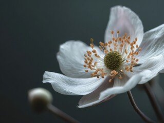 Close-up Anemone Flower White Petals Orange Stamens Green Center against Dark Background